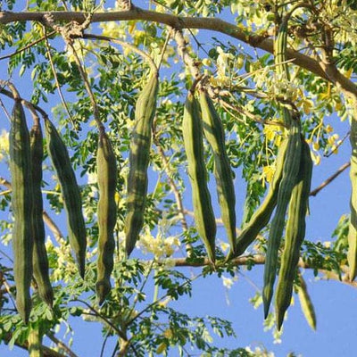 Moringa Extract